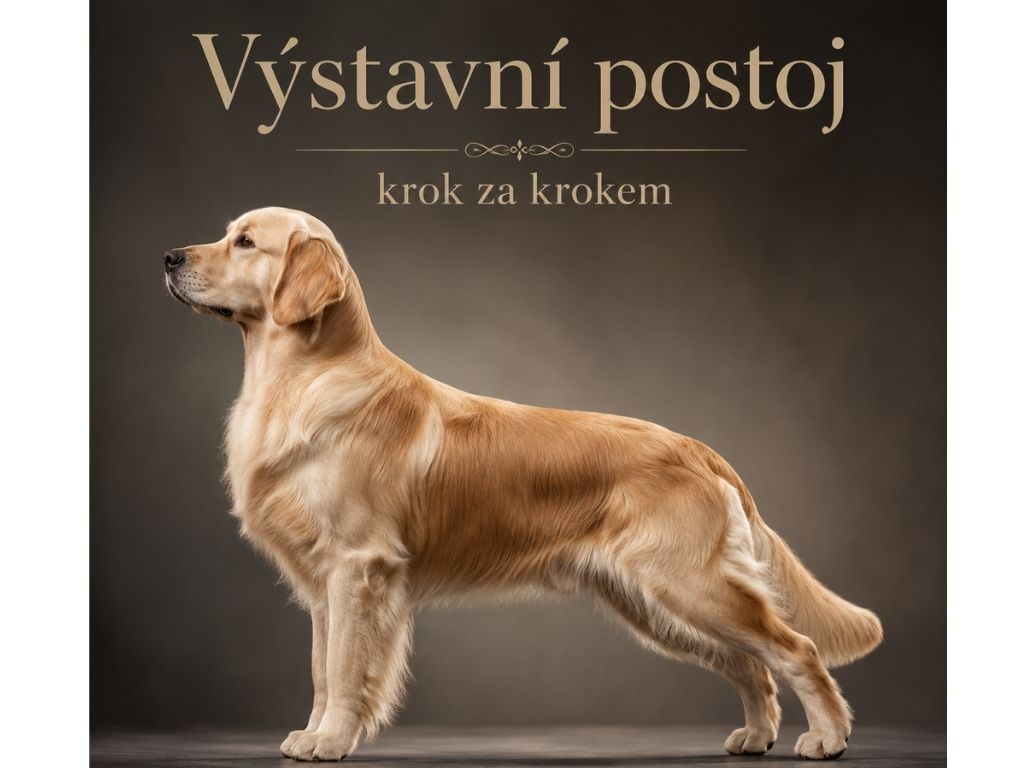 Návrh bez názvu - 2026-06-21T215511.294